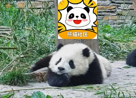 熊猫社区(玩机资源社区) 熊猫社区(玩机资源社区)