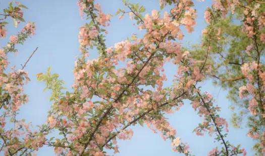 小园丁官方正版下载 小园丁官方正版下载