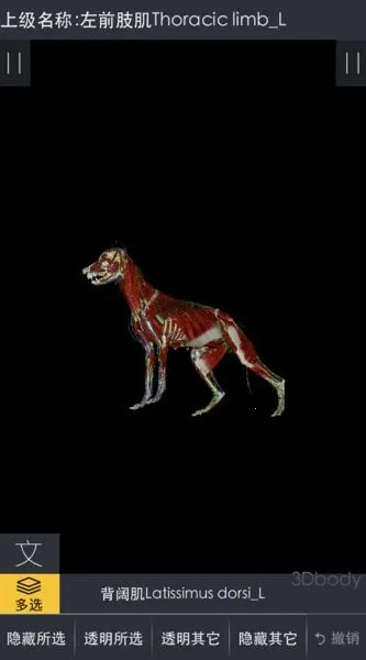 3dbody������������